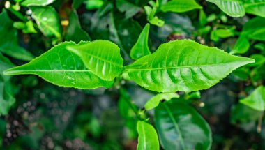 Çay yaprakları kapalı üst açı çekim görüntüsü Güney Hindistan 'da çekilmiştir..