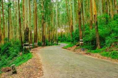 Yoğun yeşil ormanın ortasında izole edilmiş asfalt yol Güney Hindistan 'da çekilmektedir. Güney Hindistan 'ın güzelliğini gösteriyor..