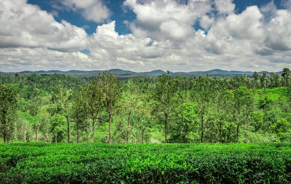 Jardim Chá Com Florestas Verdes Incrível Imagem Céu Azul Tirada — Fotografia de Stock