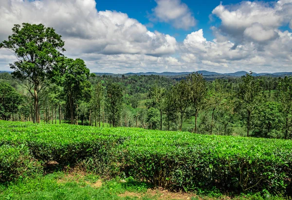 Tea Garden Green Forests Amazing Blue Sky Image Taken South — стоковое фото