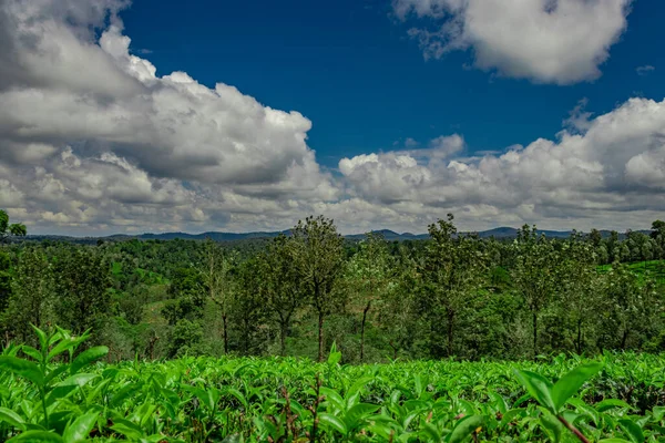 Tea Garden Green Forests Amazing Blue Sky Image Taken South — Stock Photo, Image