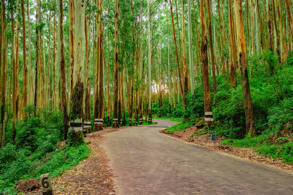tarmac road isolated in the middle of dense green forest image is taken at south India. это показывает красоту Южной Индии.
