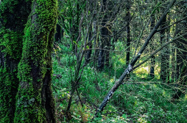 Густой Тропический Лес Водорослями Изображении Ствола Дерева Сделан Западной Части — стоковое фото