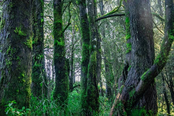 Foresta Tropicale Densa Con Alghe Immagine Tronco Albero Presa Ghat — Foto Stock