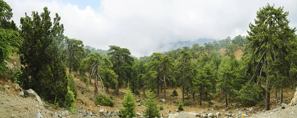 Árboles de coníferas en las montañas — Foto de Stock