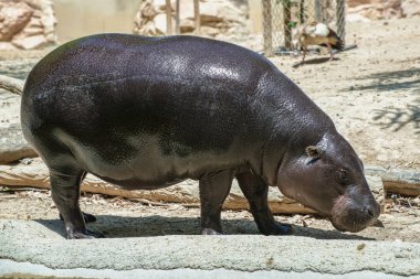 Genç su aygırı ve sığ bir alan derinliği ile arkadan düşmüş bir ağaç