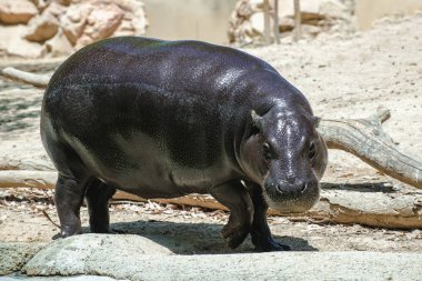 Genç su aygırı ve sığ bir alan derinliği ile arkadan düşmüş bir ağaç