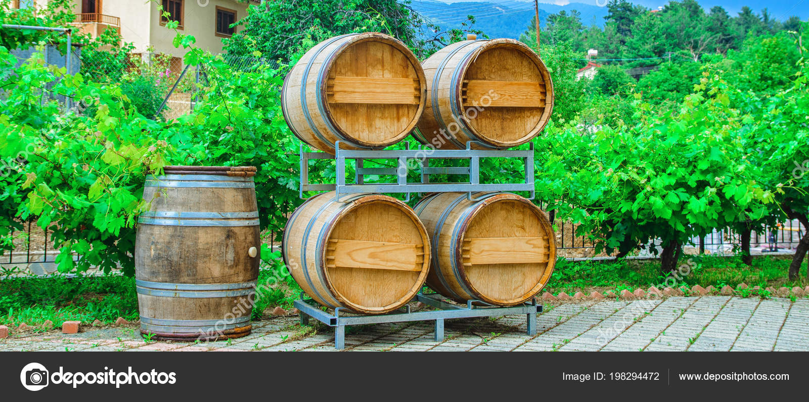 Barrels for wine and grape bush growing nearby — Stock Photo © Phantom1311 198294472