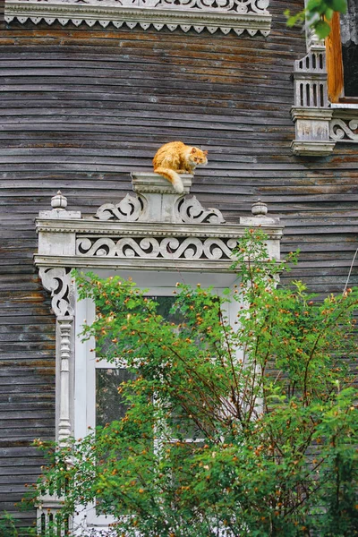 Gato vermelho no fundo de uma casa velha de madeira — Fotografia de Stock