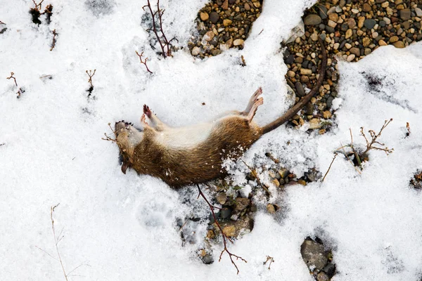 Död råtta på snö — Stockfoto