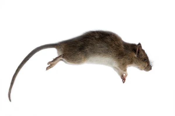 Dead rat on white background — Stock Photo, Image