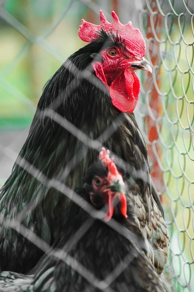 笼子里的公鸡和鸡 — 图库照片