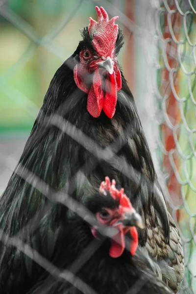 Galo e frango em uma jaula — Fotografia de Stock