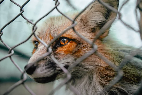 Fox behind the metal grid — Stock Photo, Image