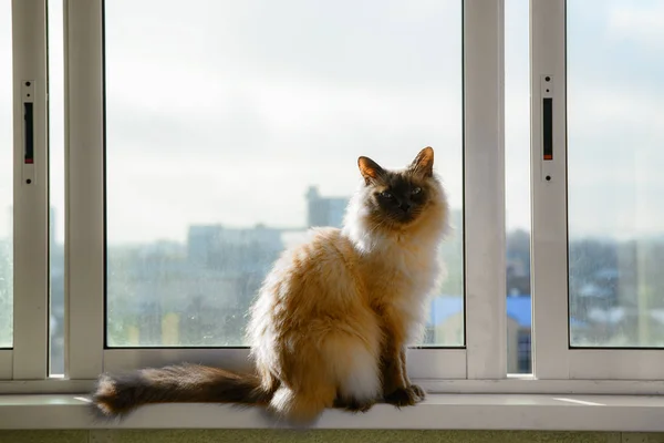 Gato está sentado no peitoril da janela — Fotografia de Stock