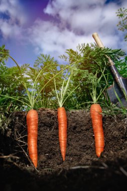 alan sığ derinlikte toprakta havuç