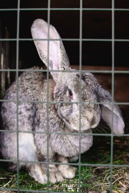 alan sığ derinlikte bir kafesiçinde tavşan