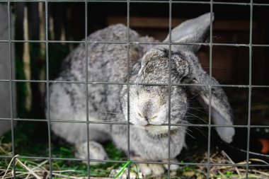 alan sığ derinlikte bir kafesiçinde tavşan