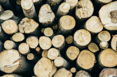 Testere kesiğinden alınan çeşitli ağaçların kütükleri