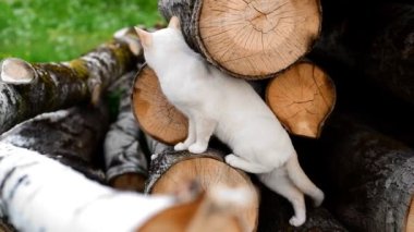 Beyaz kedi huş ağaçlarına tırmanıyor.