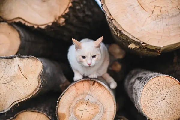 Gato Branco Rústico Encontra Logs Com Profundidade Rasa Campo — Fotografia de Stock