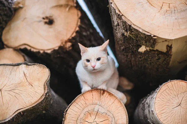 Gato Branco Rústico Encontra Logs Com Profundidade Rasa Campo — Fotografia de Stock