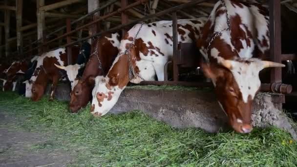 Фермерські корови їдять траву на неглибокій глибині поля — стокове відео