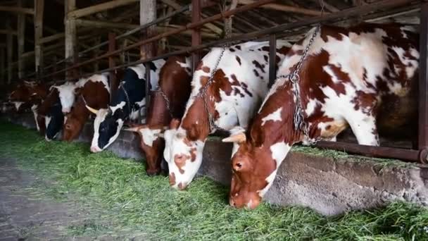 Vacas da fazenda comem grama em profundidade rasa de campo — Vídeo de Stock