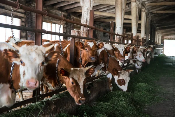 Gården kor äter gräs på grunt skärpedjup — Stockfoto