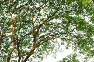 Yeşil yapraklar gölgelik, uzun ağaç tepeleri arka plan. 