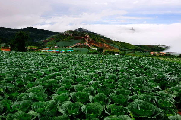 Fresh Cabbage Fields Morning Fog — Stock Photo, Image