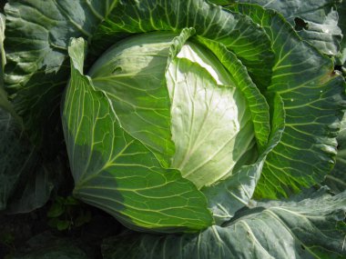 Büyük sulu lahana salıncak