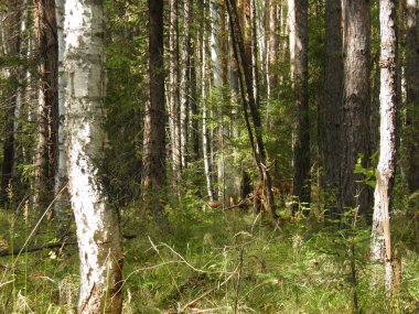 Yaz çalılık - hiçbir adam ayak bastı