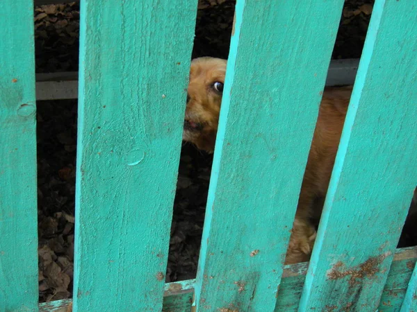 Very Angry Dog Barks Only Because Fence — Stock Photo, Image