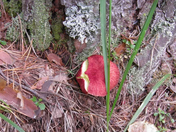 Belo Cogumelo Amanita Beleza Natureza — Fotografia de Stock