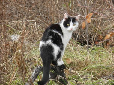 Düşünceli siyah beyaz kedi