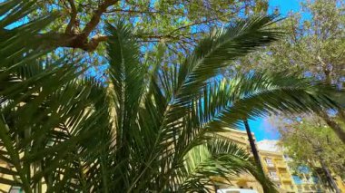 Palmiye yapraklarının ve ağaç dallarının yakın plan üzerinde Akdeniz binaları olan açık mavi gökyüzüne karşı rüzgarda sallanırken.