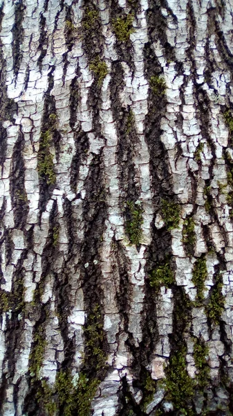 Textura Una Corteza Árbol Mohosa — Foto de Stock