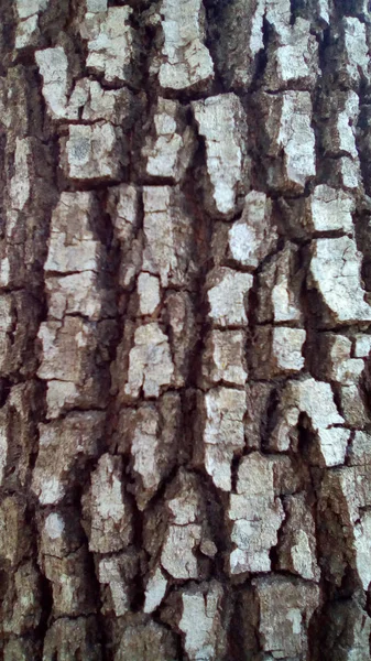 Textura Fundo Casca Uma Árvore — Fotografia de Stock