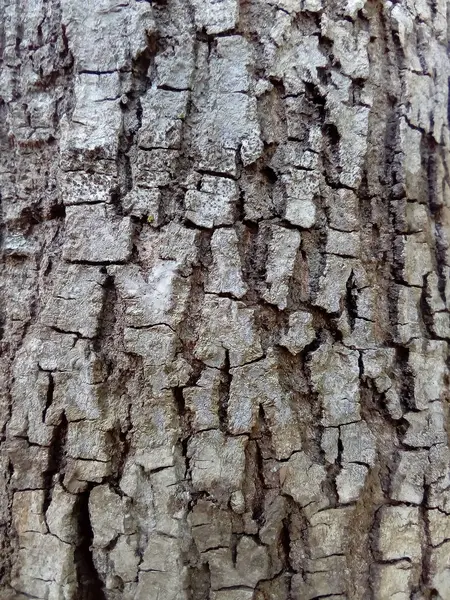Tło Tekstury Kory Drzewa — Zdjęcie stockowe