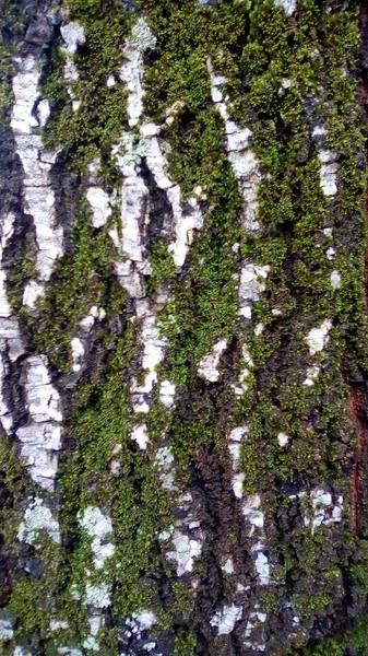 Textura Uma Casca Trece Mofado — Fotografia de Stock