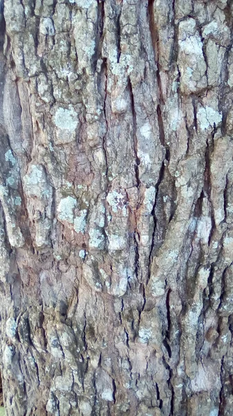 Текстура Тла Кори Дерева — стокове фото