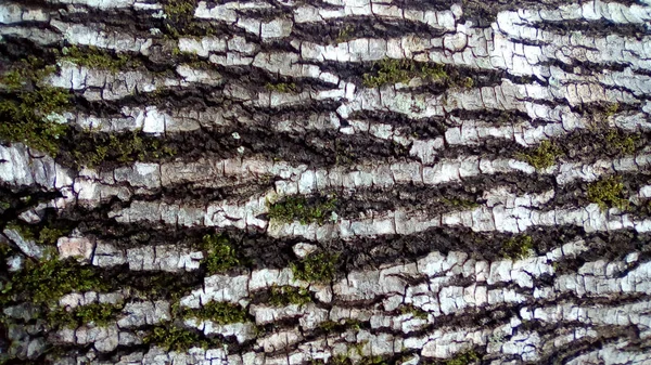 Текстура Плесневой Коры Дерева — стоковое фото
