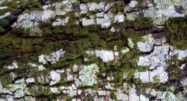 Küflü trece kabuğu doku