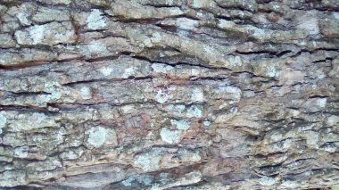 Bir ağacın kabuğunun doku arka planı