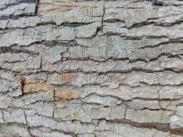 Bir Ağacın Kabuğunun Doku Arka Planı — Stok fotoğraf