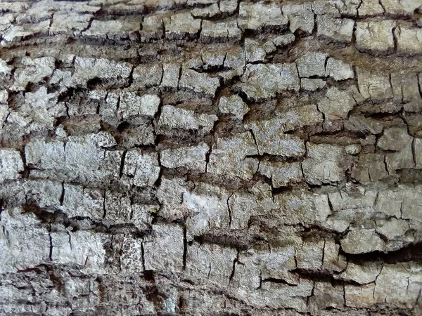 Bir Ağacın Kabuğunun Doku Arka Planı — Stok fotoğraf