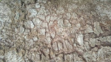 Bir ağacın kabuğunun doku arka planı