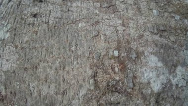 Bir ağacın kabuğunun doku arka planı