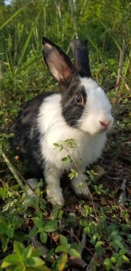Açık havada siyah beyaz tavşan. Tarım çiftliğindeki tavşan tavşanı kapat. Tavşan, lepporidae familyasındaki küçük memelilerdir.. 
